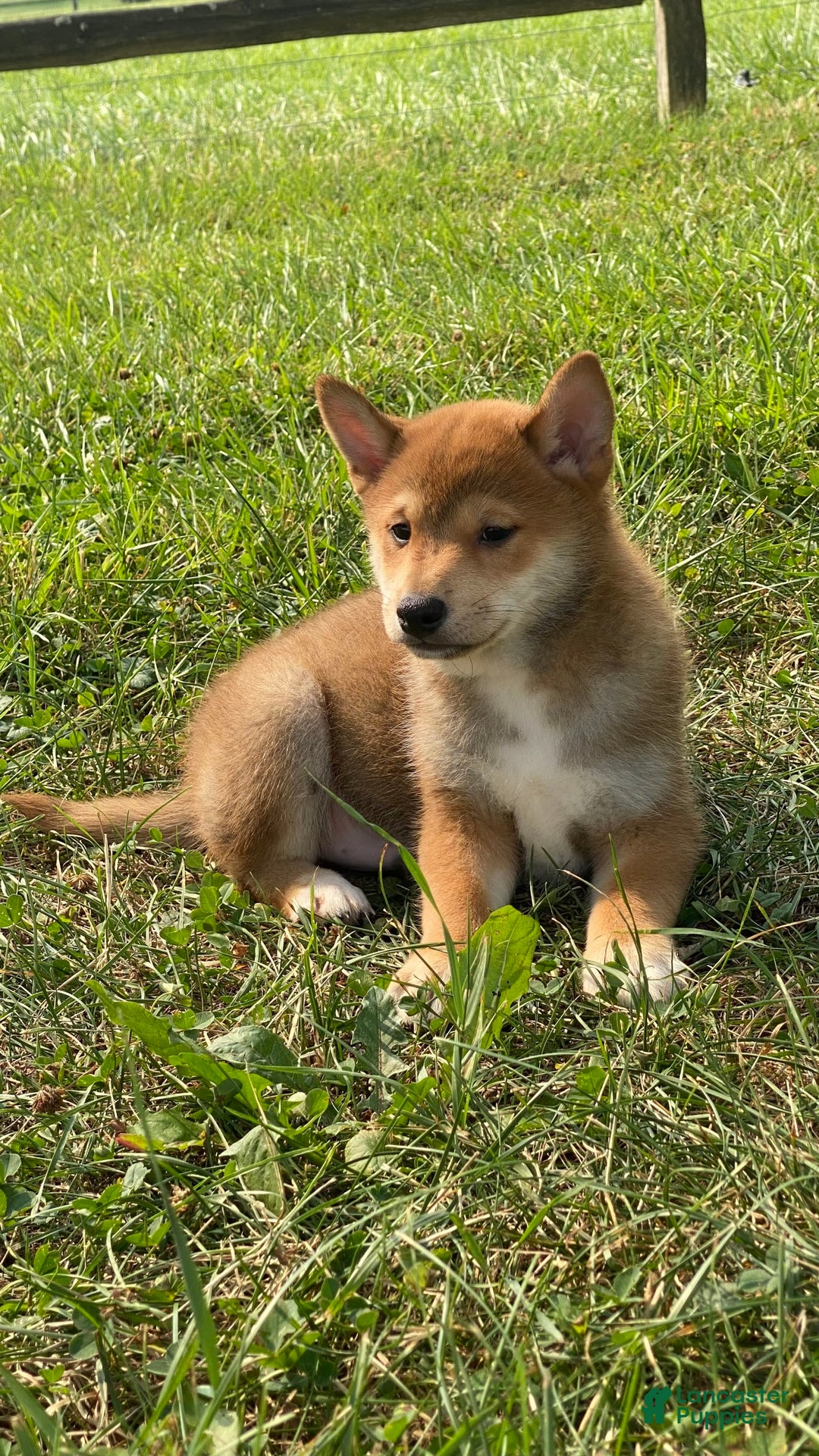 Shiba Inu dogs for sale: Isaak - Image 4