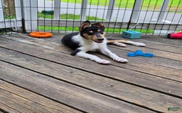 Collie dogs for sale: Kat - Image 3