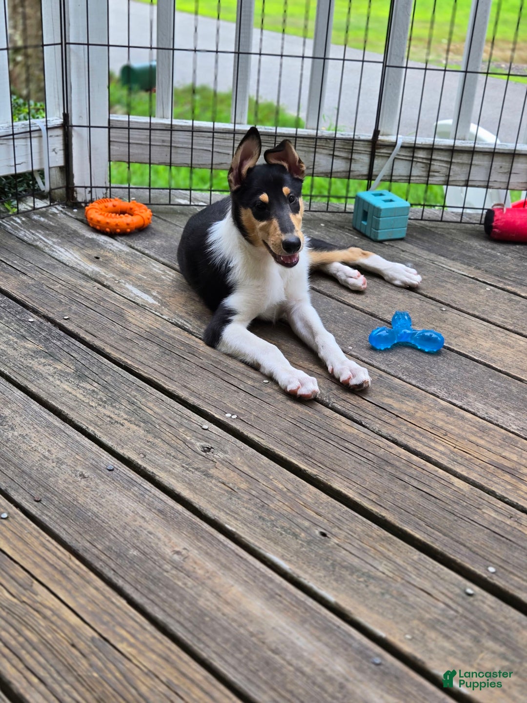 Collie dogs for sale: Kat - Image 3