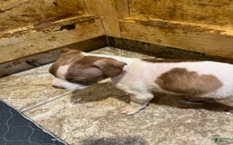 American Staffordshire Terrier dogs for sale: Cinnamon - Image 2