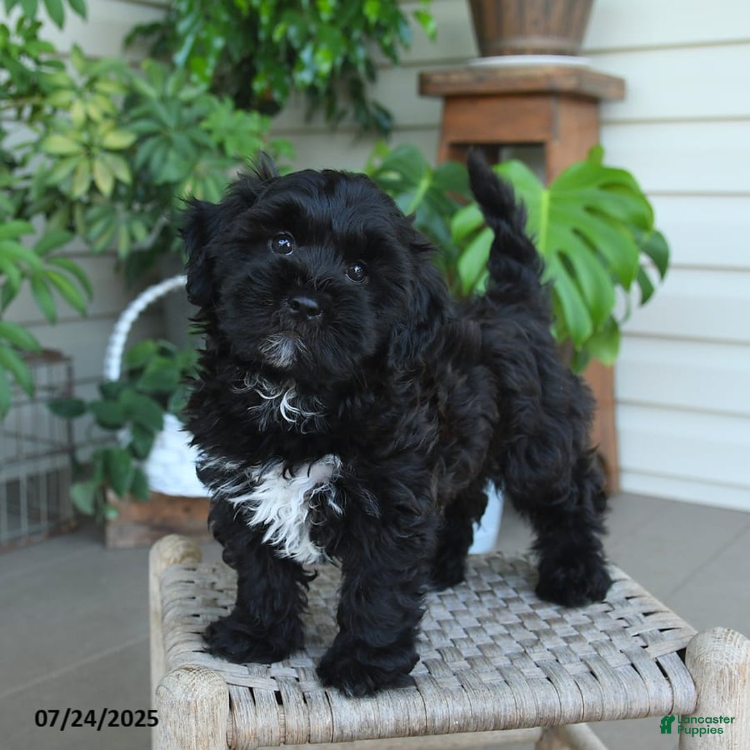 Shihpoo dogs for sale: Caleb - Image 6
