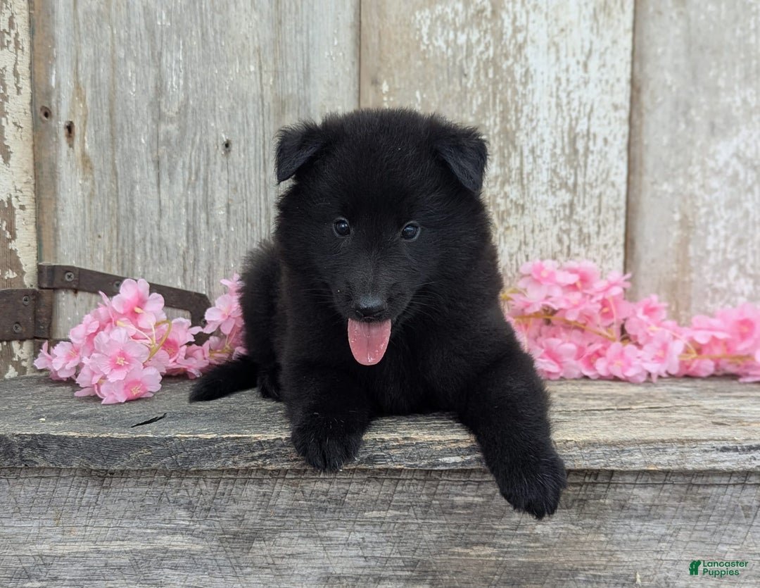 categoriesInfo:categoryAttributeOptions.pets.dogs.breed.belgianGroenendael dogs for sale: Abby - Image 3