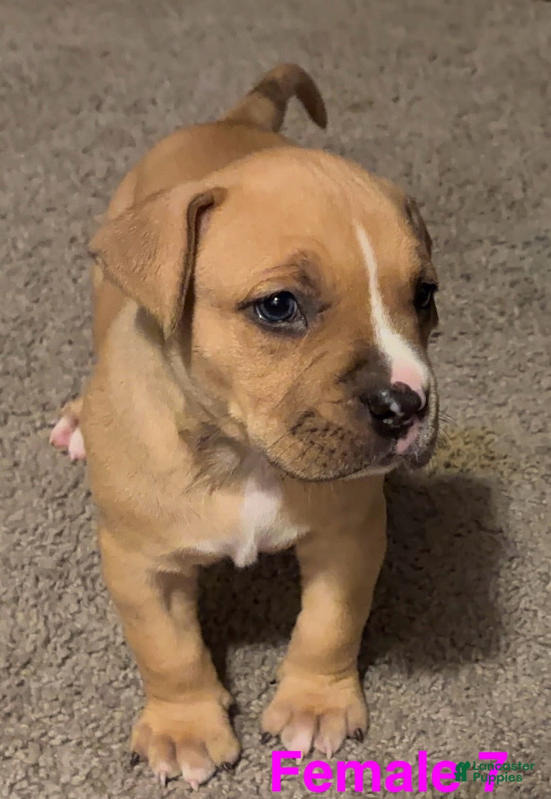 American Bully dogs for sale: Chase - Image 3