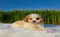 Cavapoo dogs for sale: Cavapoo 2 puppies - Image 3