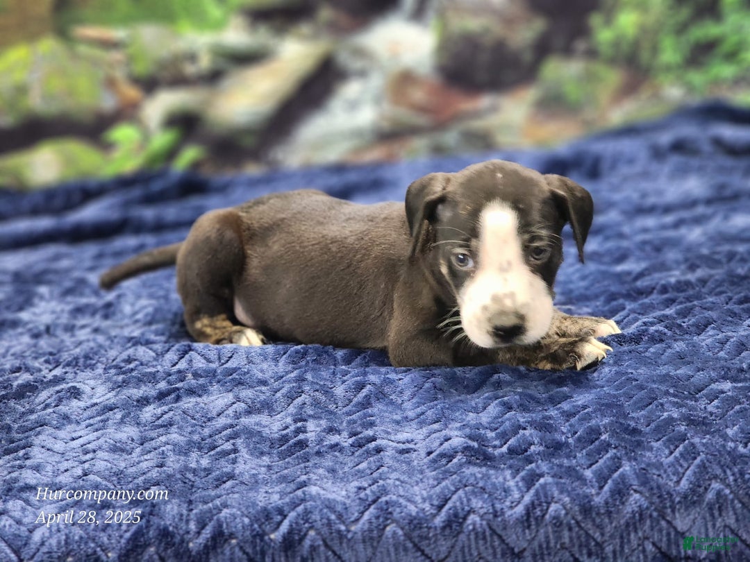Catahoula Leopard Dog dogs for sale: Luna 2025 Male 1 - Image 5