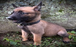 Belgian Malinois dogs for sale: Opal - Image 2
