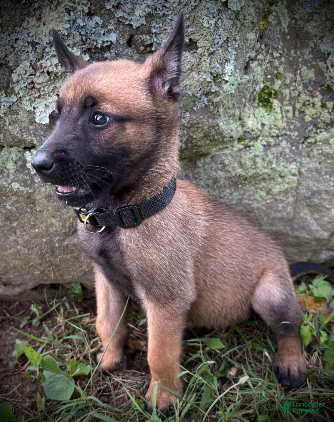 Belgian Malinois dogs for sale: Opal - Image 2