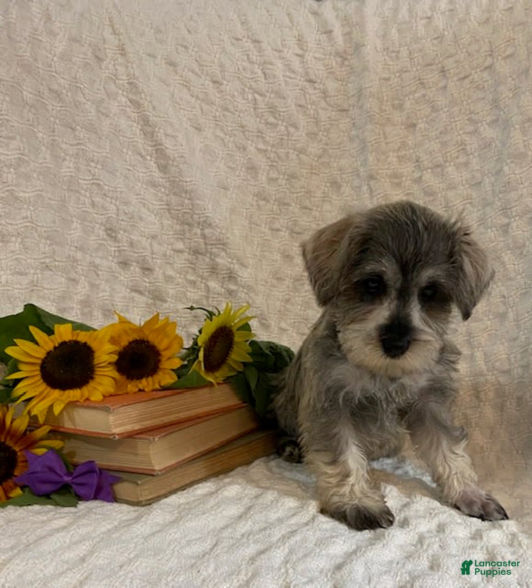 Miniature Schnauzer dogs for sale: Cammi - Image 3