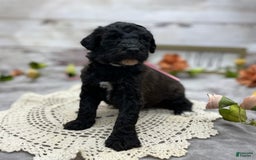Standard Poodle dogs for sale: Gypsy - Image 10