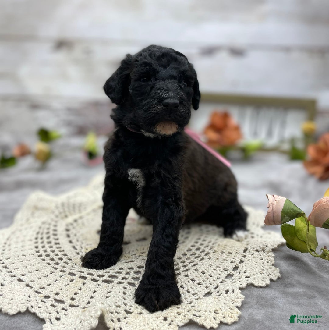 Standard Poodle dogs for sale: Gypsy - Image 10