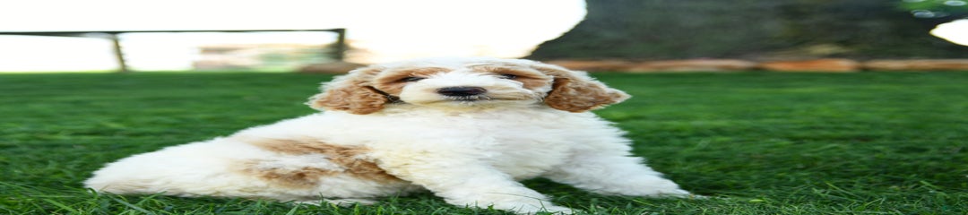 Cinnamon