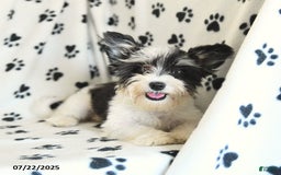 Morkie dogs for sale: Boots - Image 2