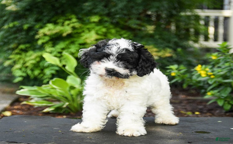 Cavapoo dogs for sale - Ad 1