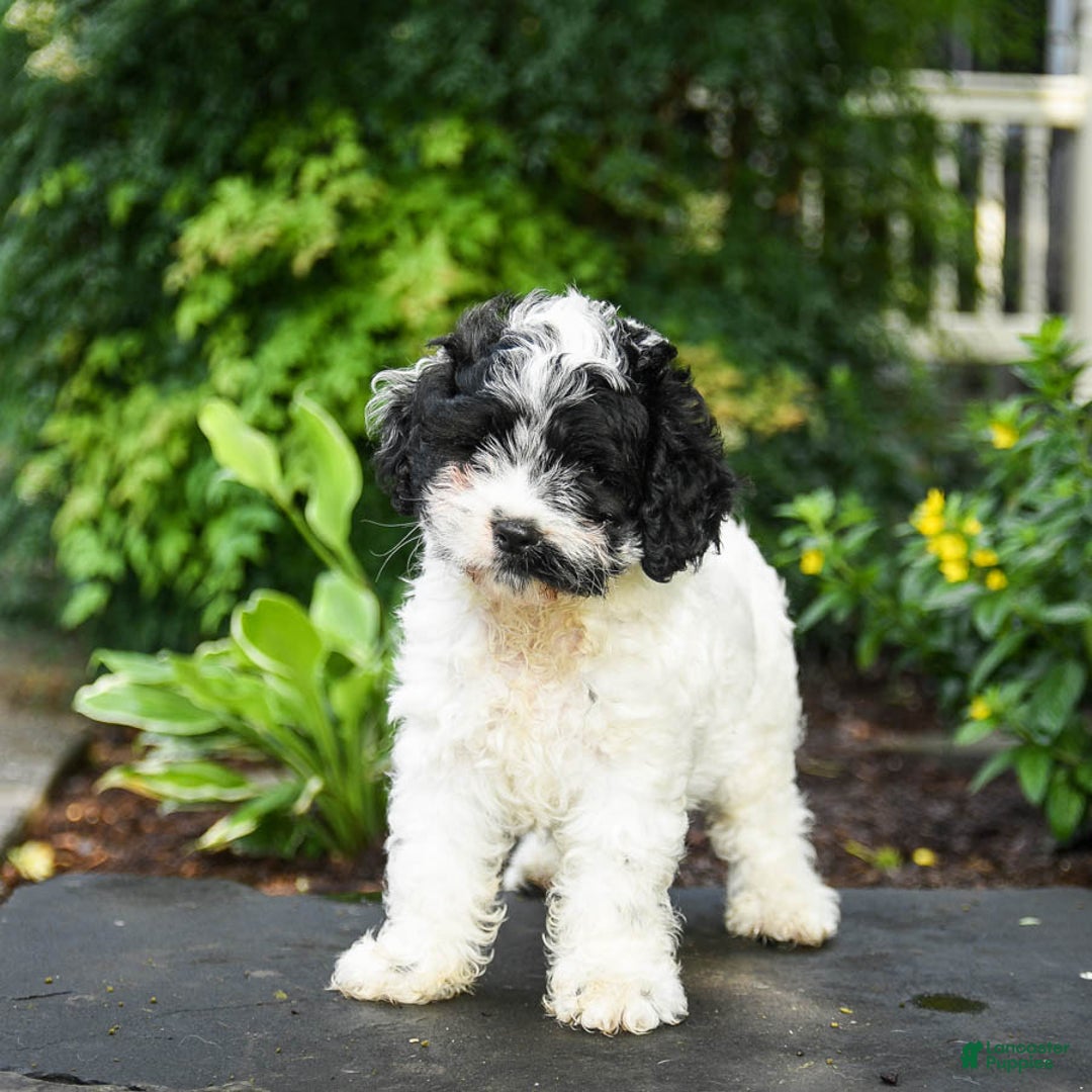 Cavapoo dogs for sale: Teddy - Image 1