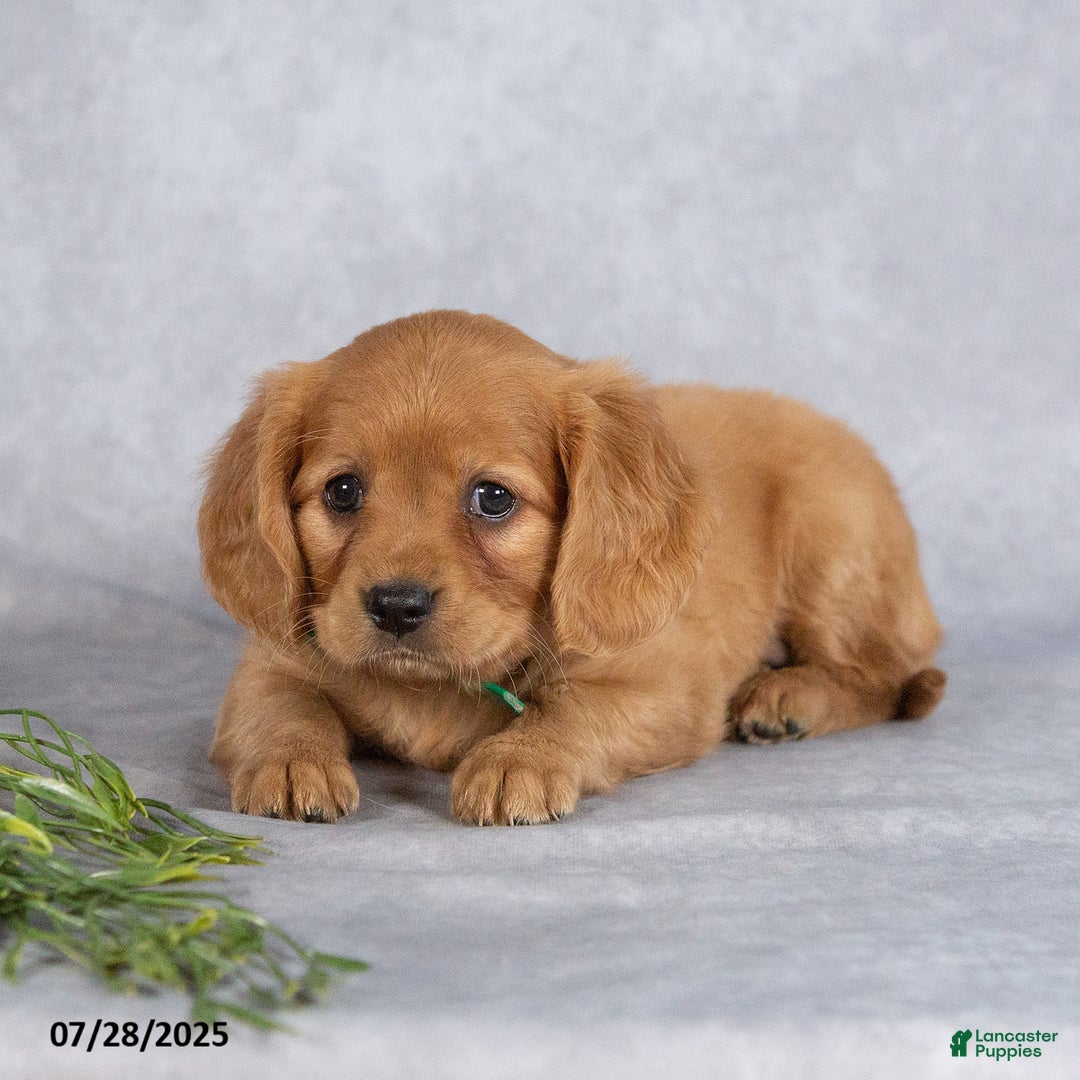 Miniature Golden Retriever dogs for sale: Ashton - Image 5