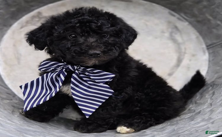  dogs for sale - Ad 5