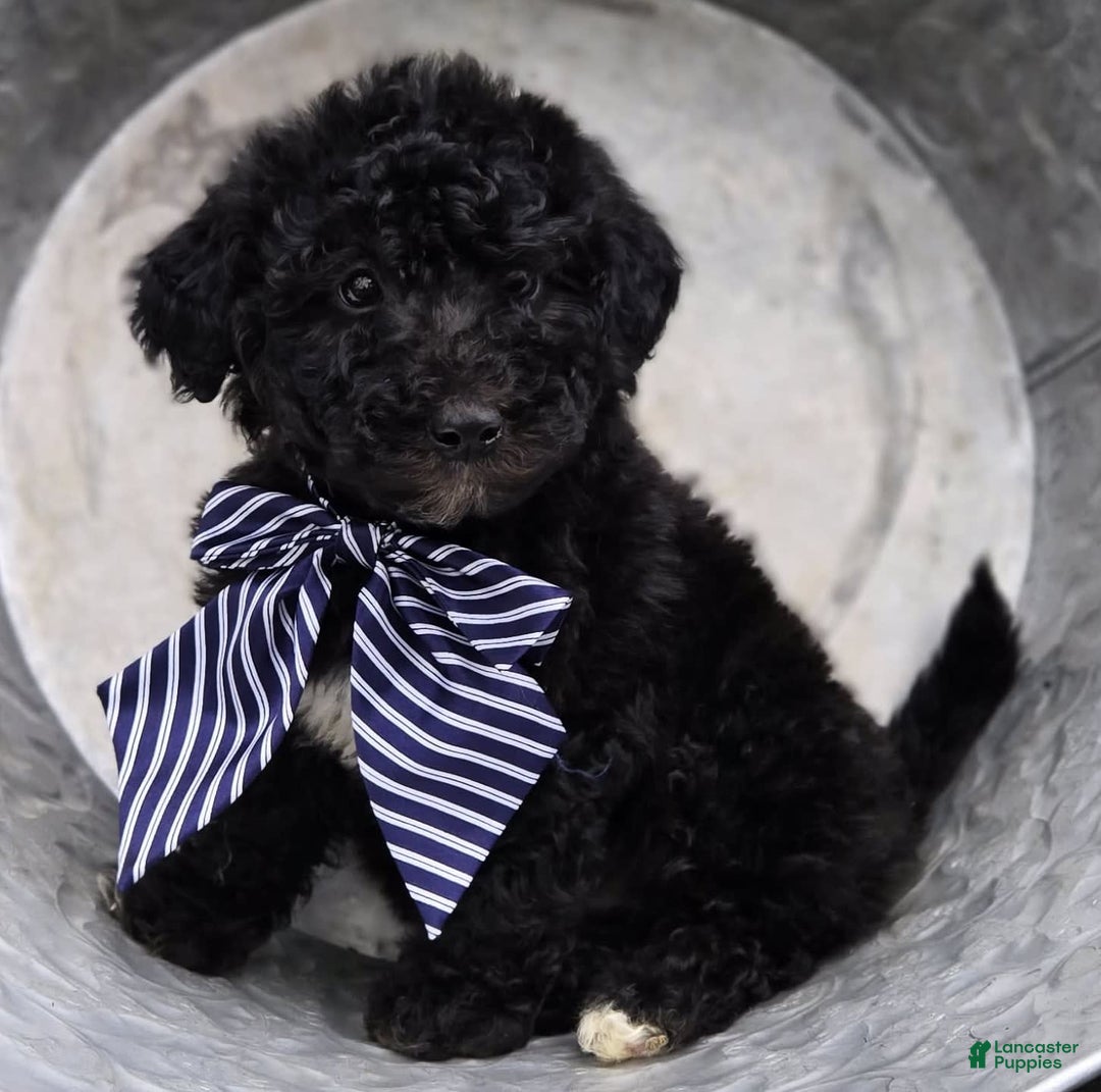 dogs for sale: Donald - Image 1