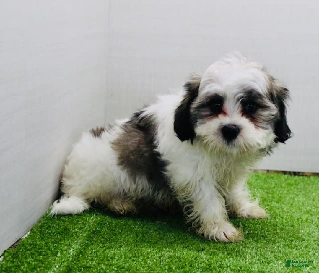 Malshi dogs for sale: Lucky - Image 8