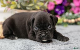 Boxer dogs for sale: Shadow - Image 1