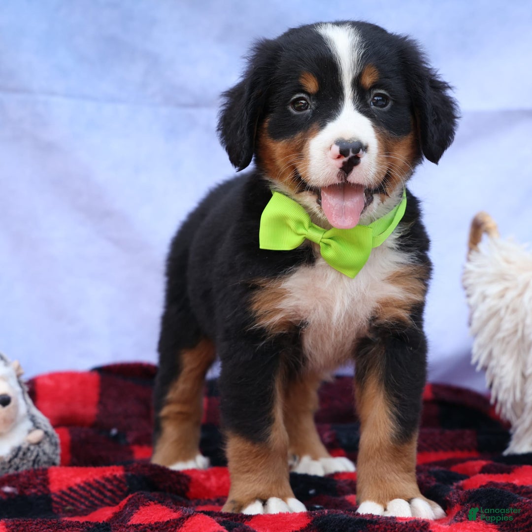 Bernese Mountain Dog dogs for sale: Sonny - Image 5
