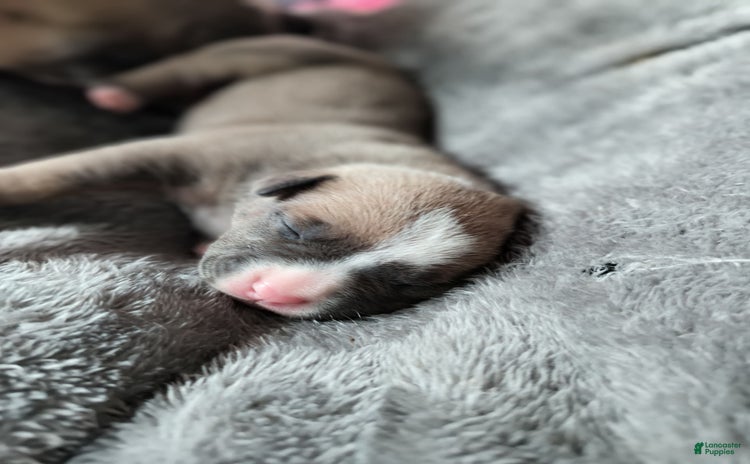 American Bully dogs for sale - Ad 1