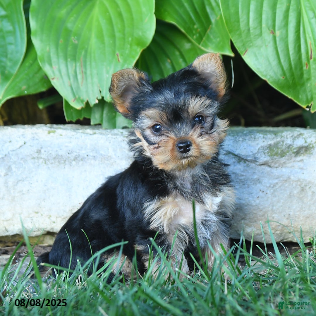 Yorkshire Terrier dogs for sale: Trixie - Image 2