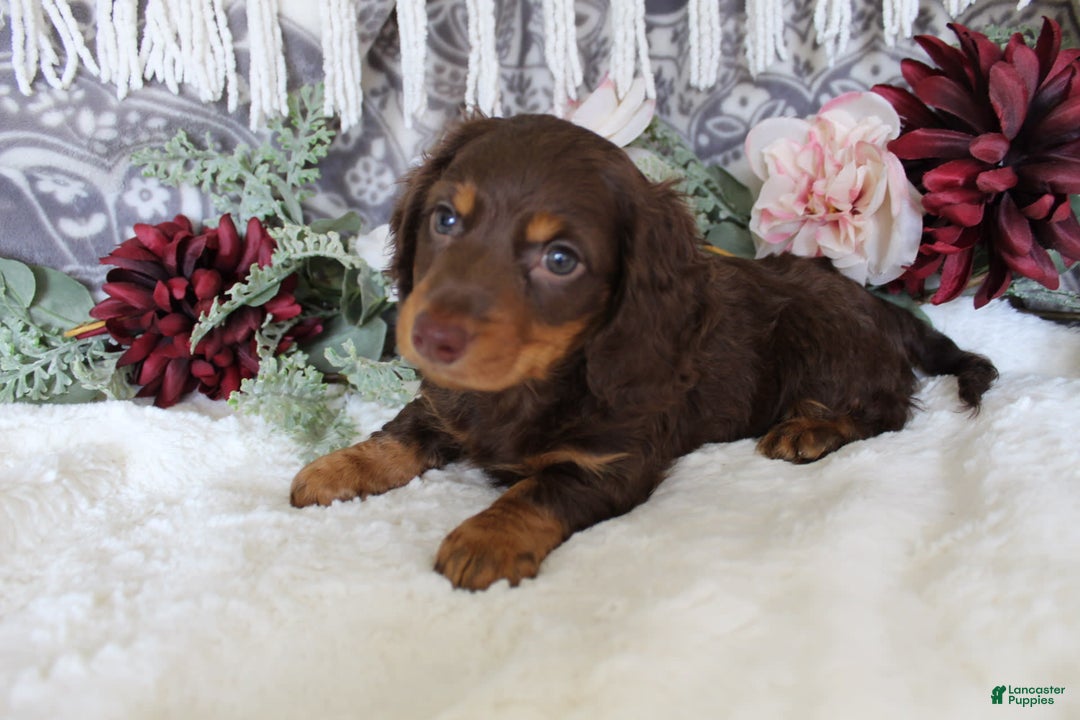 Miniature Dachshund dogs for sale: Gilbert - Image 10