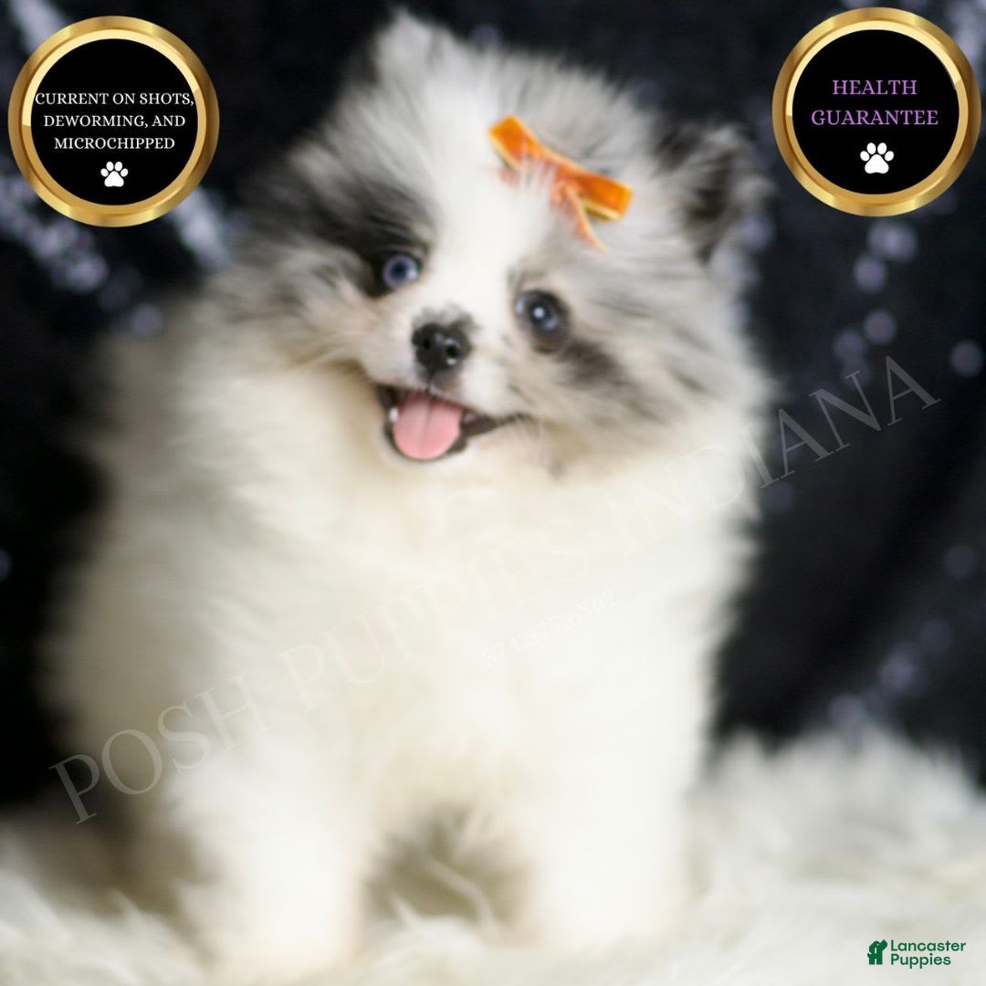 Pomeranian dogs for sale: Mr. Merle - Image 7