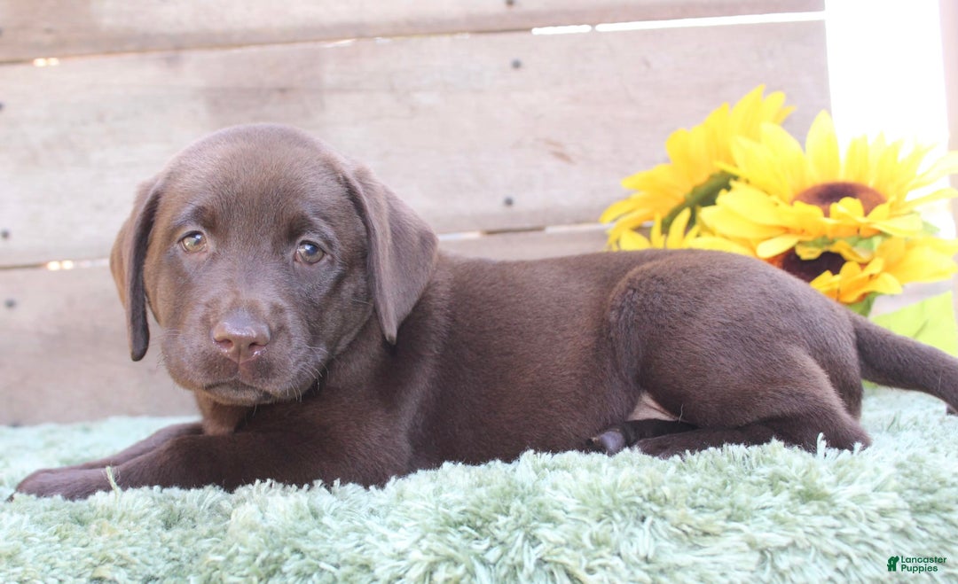 Labrador Retriever dogs for sale: Dixie - Image 2