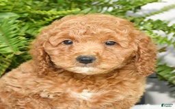 Mini Goldendoodle dogs for sale: Vince - Image 6
