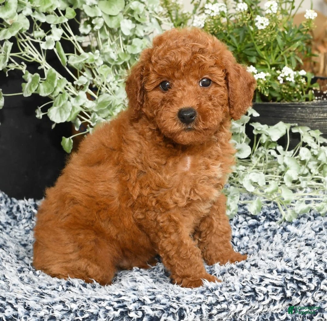 Miniature Poodle dogs for sale: Romeo - Image 8