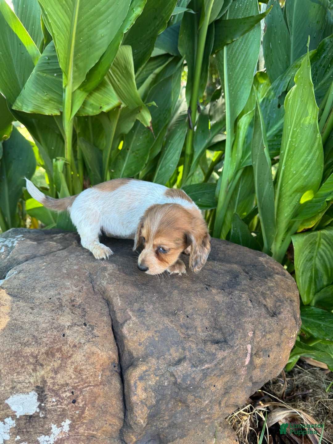 Miniature Dachshund dogs for sale: Reba LH - Image 3