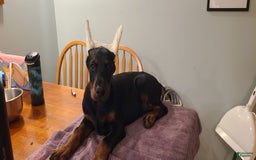 Doberman Pinscher dogs for sale: Athena Orange Collar Female - Image 3