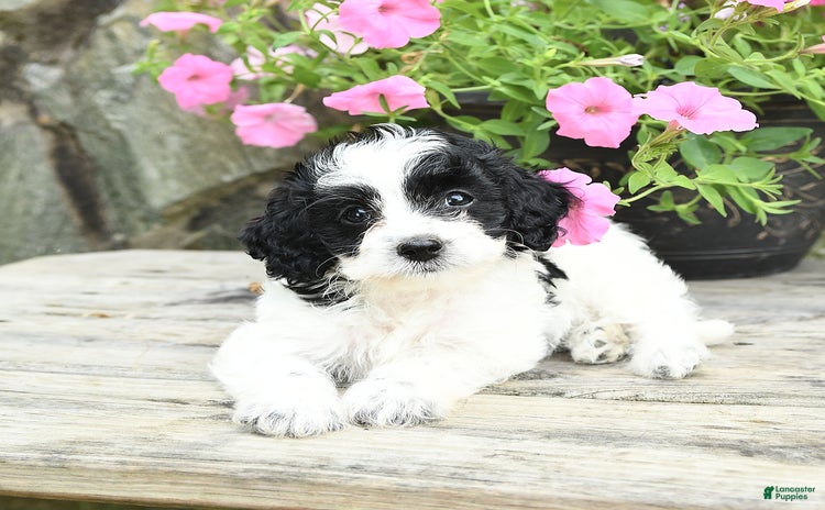 Cavapoo dogs for sale - Ad 2