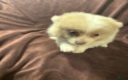 Pomeranian dogs for sale: Parti Boy - Image 4