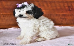 Miniature Poodle dogs for sale: Poppy - Image 3