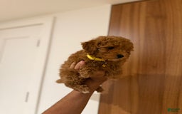 Toy Poodle dogs for sale: Thomas - Image 1