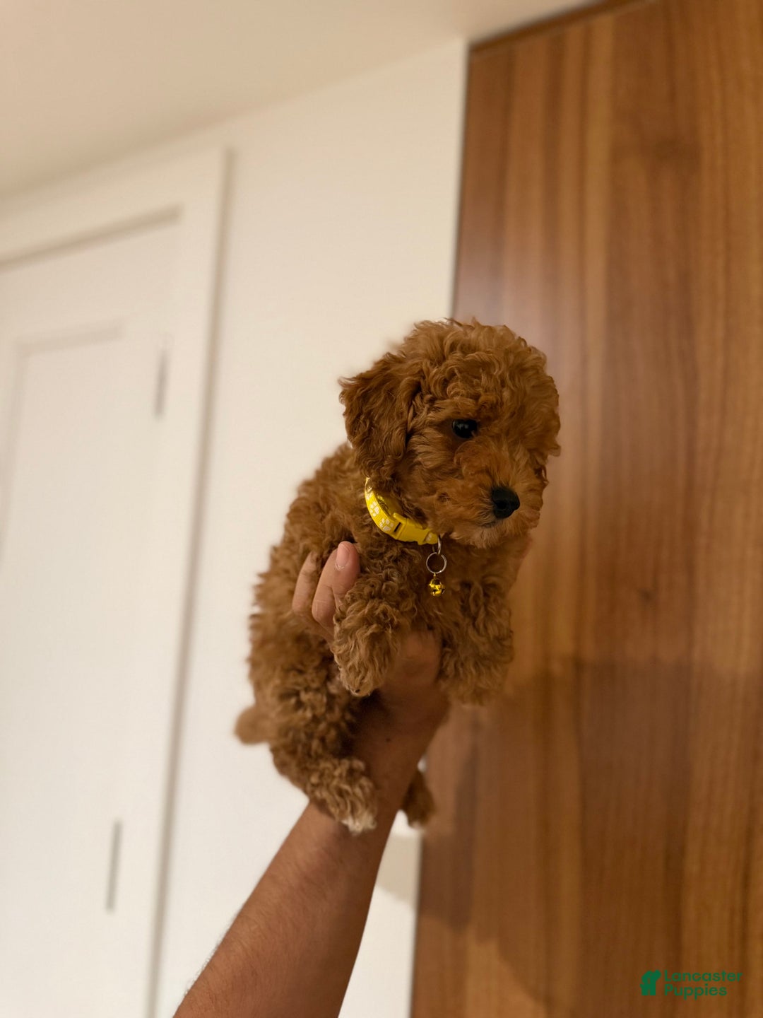 Toy Poodle dogs for sale: Thomas - Image 1
