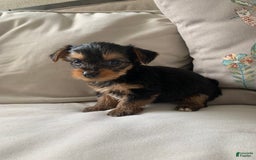 Yorkshire Terrier dogs for sale: Max - Image 12