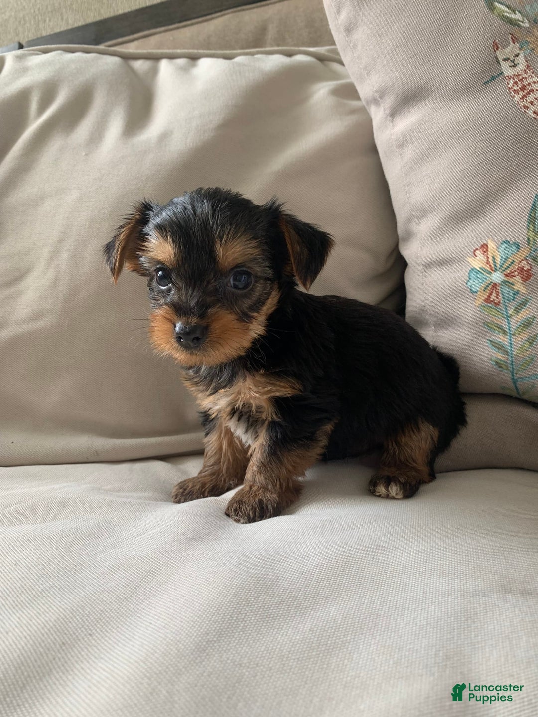 Yorkshire Terrier dogs for sale: Max - Image 12
