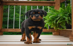 Rottweiler dogs for sale: Bella - Image 23