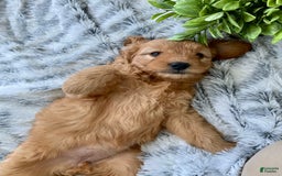 Mini Goldendoodle dogs for sale: Taffy - Image 1
