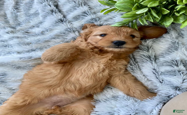 Mini Goldendoodle dogs for sale - Ad 2