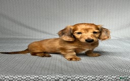 Miniature Dachshund dogs for sale: Parker - Image 3
