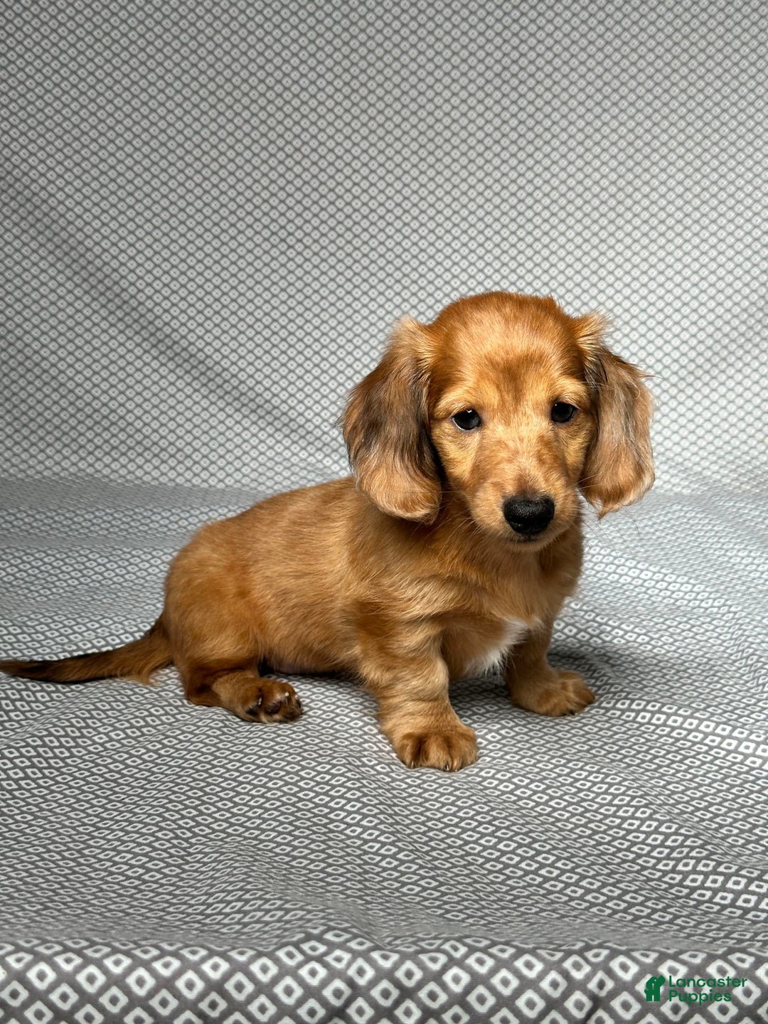 Miniature Dachshund dogs for sale: Parker - Image 3