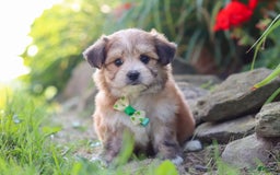 Morkie dogs for sale: Jesse - Image 10