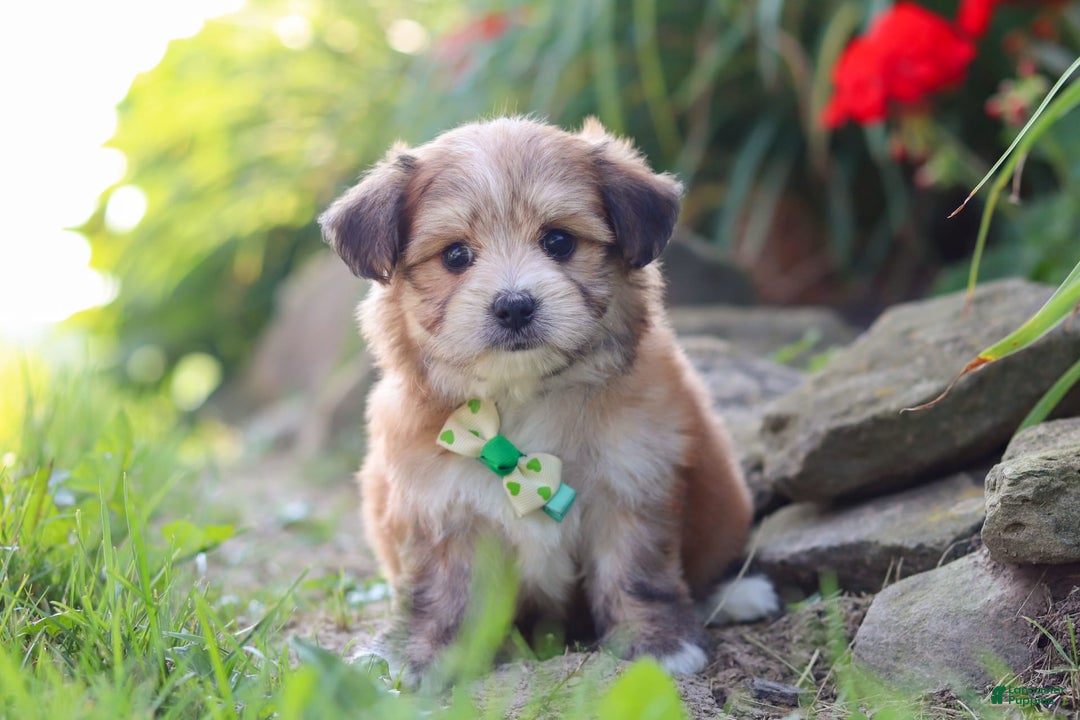 Morkie dogs for sale: Jesse - Image 10