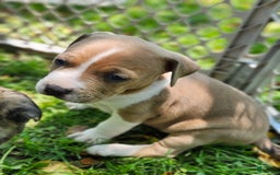 American Pit Bull Terrier dogs for sale: Auto - Image 1