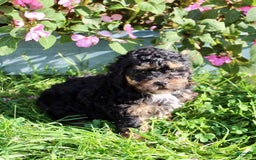 Shihpoo dogs for sale: Molly - Image 3