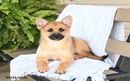 Pomsky dogs for sale: Tricky - Image 9